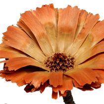 Artículo Repens Roseta Natural 6-7cm 50uds