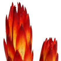 Artículo Repens Rojo pequeño 50uds