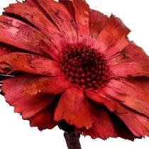 Artículo Repens Roseta Erika 8cm - 9cm 25uds