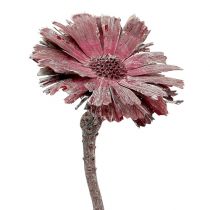 Artículo Protea roseta brezo esmerilado Ø8-9cm 25 uds