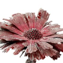 Protea rosetón brezo esmerilado Ø8-9cm 25p