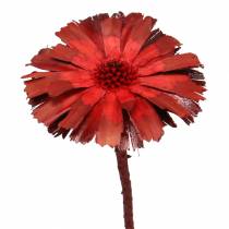 Artículo Repens Roseta Roja 8cm - 9cm 25uds