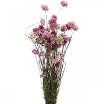 Artículo Flores secas de acroclinium rosa, ramo de 20 g