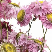 Artículo Flores de paja flores secas manojo de acroclinium rosa 20g