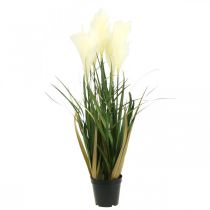 Artículo Hierba de caña en maceta Planta artificial en maceta Crema, Verde 79cm