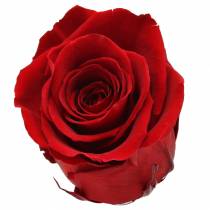 Artículo Infinity rosas grandes Ø5.5-6cm rojo 6pcs