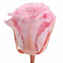 Artículo Rosas Eternas Medianas Ø4-4.5cm Rosa 8uds