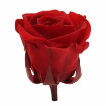 Artículo Rosas preservadas medianas Ø4-4,5cm rojas 8 piezas