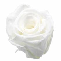 Artículo Rosas preservadas medianas Ø4-4.5cm blanco 8pcs