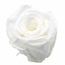 Artículo Rosas preservadas medianas Ø4-4,5cm blancas 8 piezas