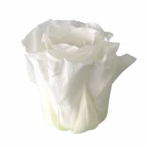 Artículo Rosas preservadas medianas Ø4-4,5cm blancas 8 piezas