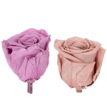 Artículo Cabezas de rosas preservadas, regalo romántico, rosas duraderas para ocasiones especiales, 5cm, 6 piezas