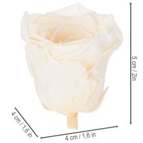 Artículo Cabezas de rosas, flores preservadas para arreglos florales elegantes, 5cm, 6 piezas