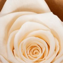 Artículo Cabezas de rosas, flores preservadas para arreglos florales elegantes, 5cm, 6 piezas