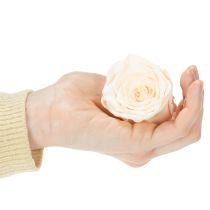 Artículo Cabezas de rosas, flores preservadas para arreglos florales elegantes, 5cm, 6 piezas