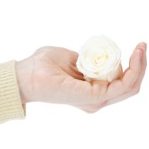 Artículo Rosas preservadas, decoración de mesa duradera para un ambiente romántico, decoración de boda, 5 cm, 6 piezas