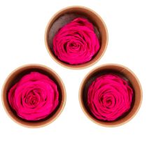 Artículo Rosas preservadas para decorar mesas, flores auténticas y sostenibles, 5 cm, 6 unidades