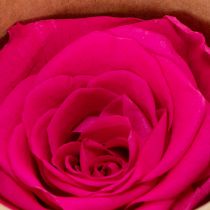 Artículo Rosas preservadas para decorar mesas, flores auténticas y sostenibles, 5 cm, 6 unidades