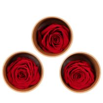 Artículo Rosas preservadas decorativas románticas para acentuar espacios de estar o bodas 5 cm 6 piezas