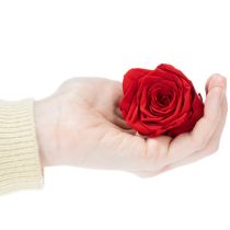 Artículo Rosas preservadas decorativas románticas para acentuar espacios de estar o bodas 5 cm 6 piezas