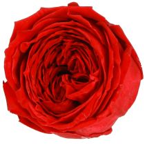 Artículo Rosas Rojas Rosas Infinitas Cabezas de Rosas Reales Rojas Ø6cm 6 uds