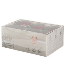 Artículo Rosas eternas Flores preservadas Rosas Rojas Ø6cm 6pzs