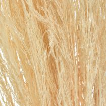 Hierba Doblada Agrostis Capillaris Hierba Seca Blanqueada 65cm 80g