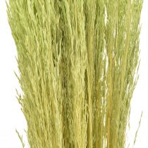 Artículo Hierba Doblada Agrostis Capillaris Hierbas Secas Verde 65cm 80g