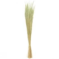 Artículo Hierba Doblada Agrostis Capillaris Hierbas Secas Verde 65cm 80g