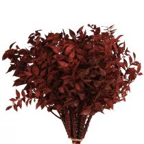 Artículo Ruscus Red ramas decorativas secas en alambre 20cm 1 manojo