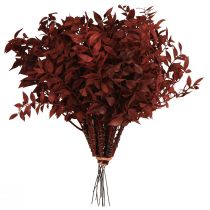 Artículo Ruscus Red ramas decorativas secas en alambre 20cm 1 manojo