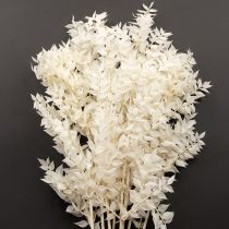 Artículo Ramas de ruscus, ramas decorativas, flores secas blanqueadas, 10 unidades