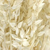 Ruscus ramitas deco ramitas flores secas crema 200g