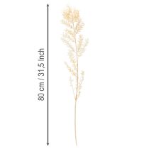 Artículo Rama decorativa de Ruscus seca, Ruscus blanqueado, 200 g