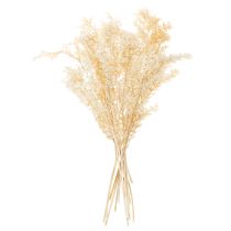 Artículo Rama decorativa de Ruscus seca, Ruscus blanqueado, 200 g