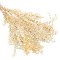 Artículo Rama decorativa de Ruscus seca, Ruscus blanqueado, 200 g
