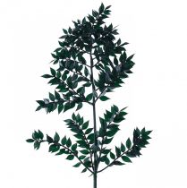 Ramas decorativas verde ruscus verde oscuro 75-95cm 1kg