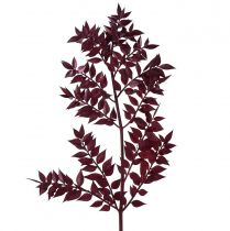 Ruscus Red ramas decorativas secas rojo oscuro 75-95cm 1kg