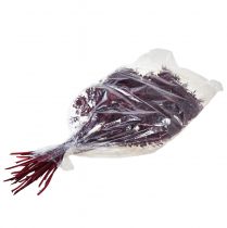 Artículo Ruscus Red ramas decorativas secas rojo oscuro 75-95cm 1kg