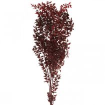 Ruscus seco, floristería seca, mirto rojo L58cm 30g