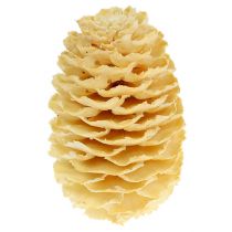 Artículo Conos de sabulosum blanqueados 500g