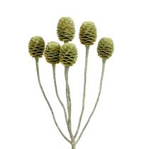 Artículo Rama Sabulosum 4-6 verde esmerilado 25 piezas