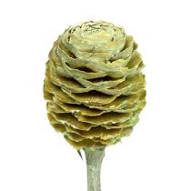 Artículo Rama Sabulosum 4-6 verde esmerilado 25 piezas