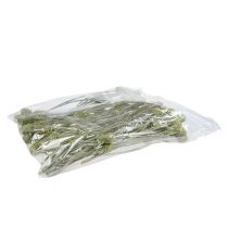 Artículo Rama de Sabulosum 4-6 Verde escarchado 25 piezas