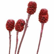 Artículo Ramas decorativas Sabulosum rojo esmerilado 4-6 25 piezas