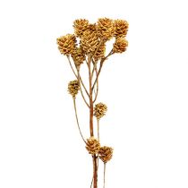 Artículo Salignum rama flores leucadendron ligeras en la rama 25 piezas