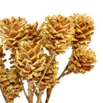 Salignum luz 25pcs
