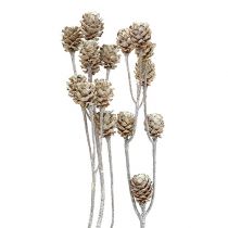 Artículo Salignum protea encalada sobre tallo 25 uds.