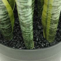 Sansevieria, flor artificial, arco de cáñamo en maceta H50cm Ø14cm