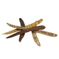 Artículo Vaina Scaletta natural 25cm - 50cm 25uds